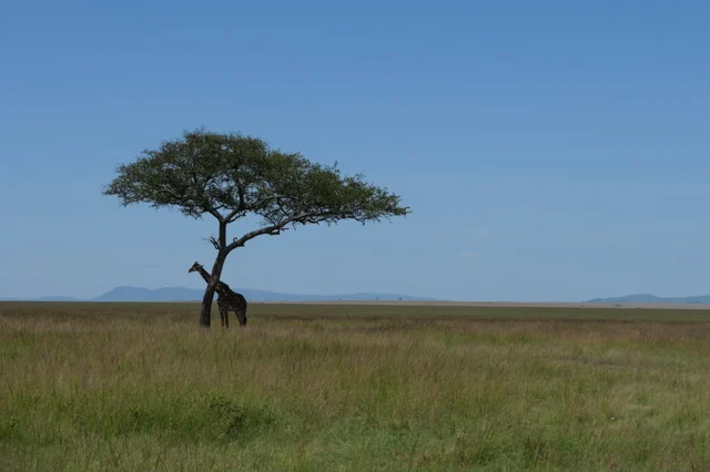 Untitled photograph by Mariana De la Vega — a lone acacia tree on an open grassland plain beneath a clear blue sky, a giraffe sheltering in its shade.